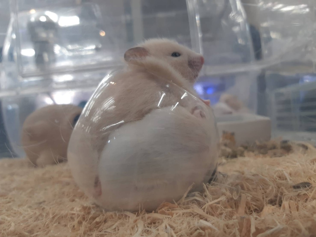 東広島店】プレミア！！ゴールデンハムスター入荷しました