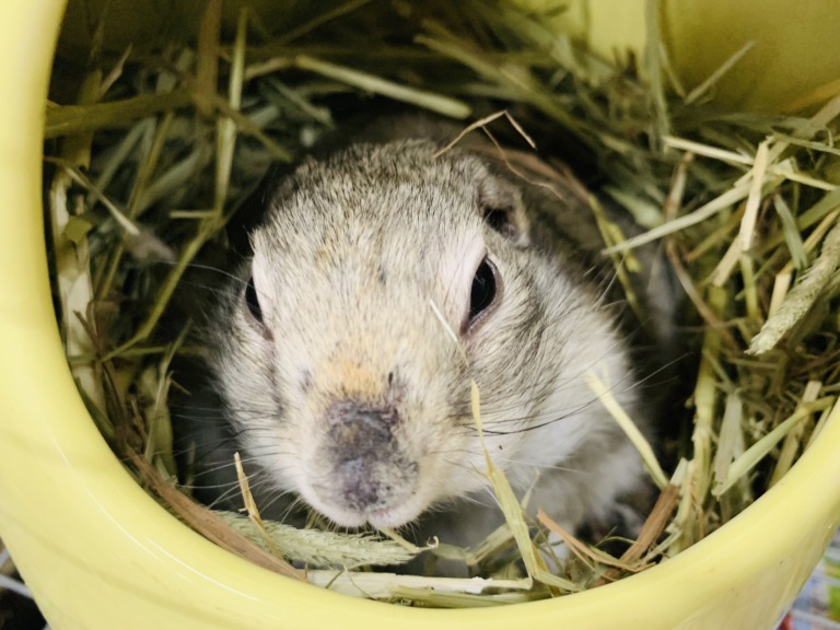 【お詫び】生き物の入荷について