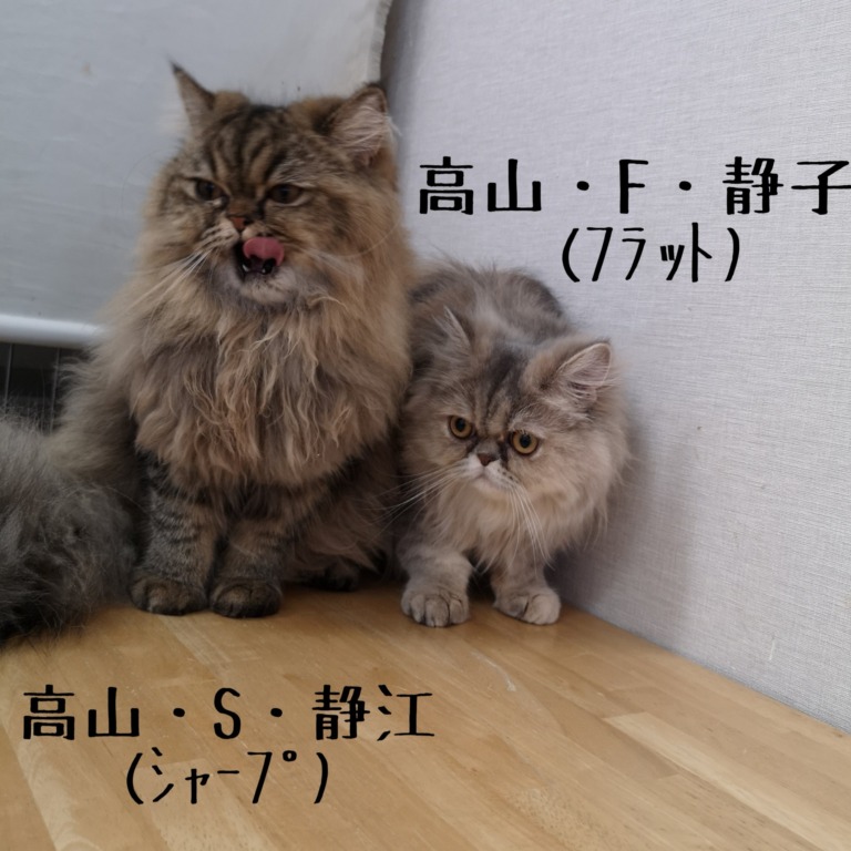 新猫研修生(=^・^=)