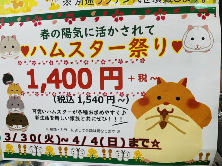 【東広島店】春の陽気SALE〜小動物編〜