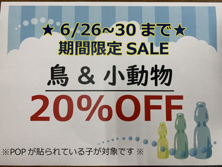 【東広島店】鳥＆小動物SALE！！！