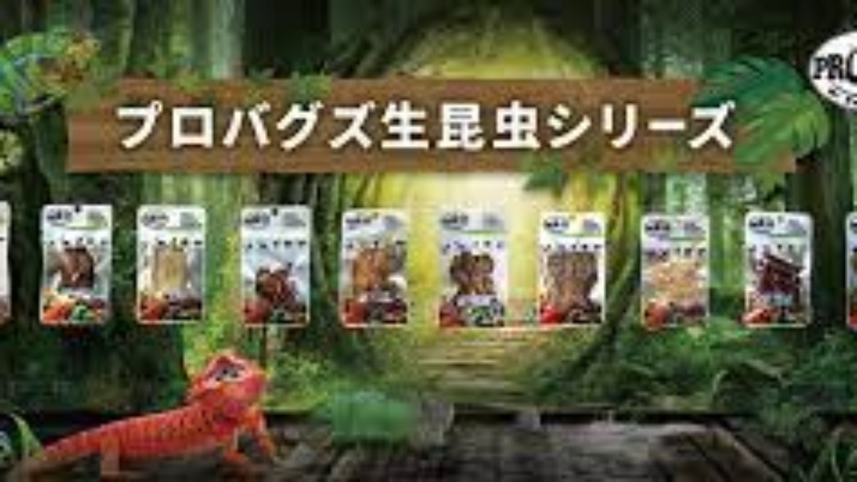 東広島店】プロバグズ生昆虫シリーズ - Takayama 高山ペットショップ