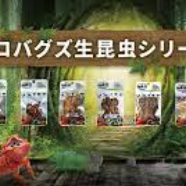 東広島店】プロバグズ生昆虫シリーズ - Takayama 高山ペットショップ