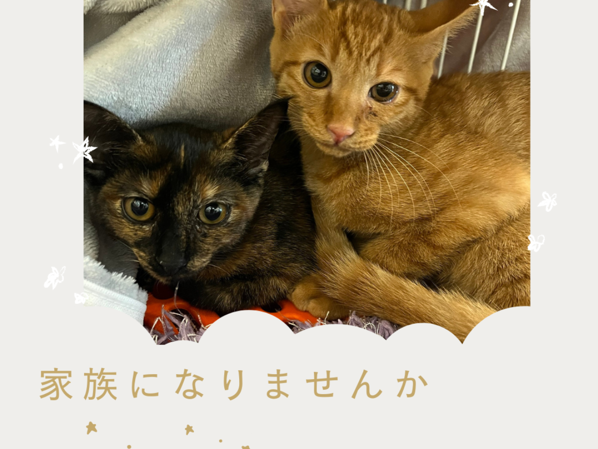 里親募集中！（家族が決まりました） - Takayama 高山ペットショップ