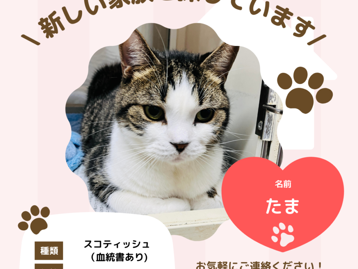 猫ちゃんの里親募集／家族が決まりました🐱 - Takayama 高山ペットショップ