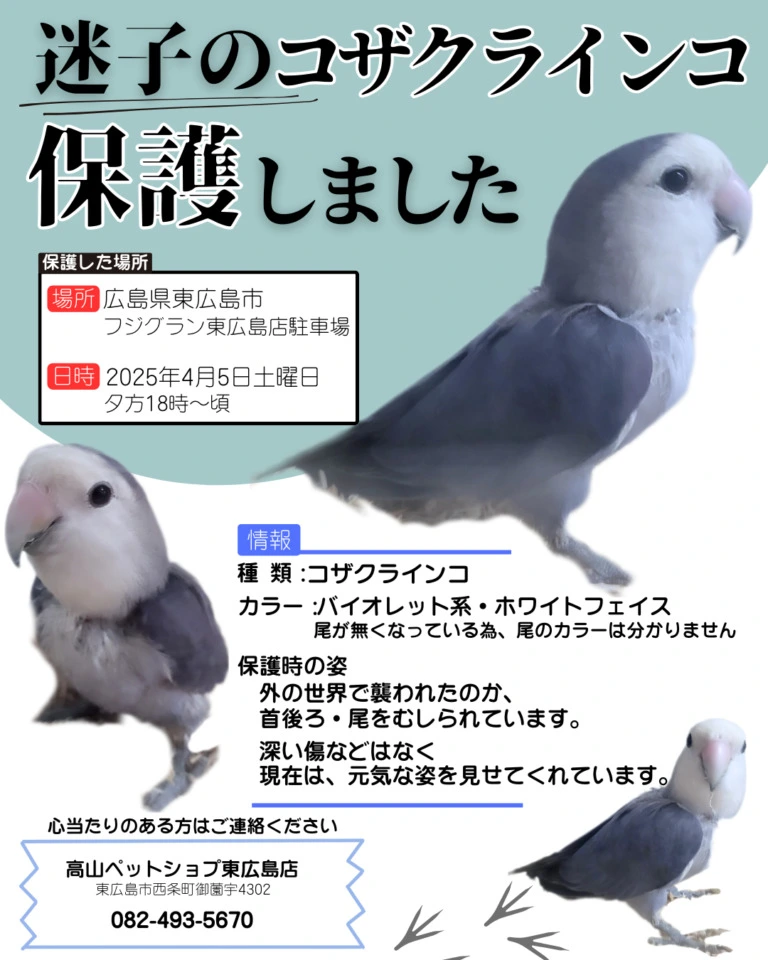 【東広島店】迷子のコザクラインコを保護しています